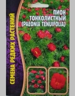 Пион Тонколистный (Paeonia Tenuifolia) /Решение/ 3 шт