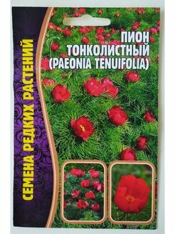 Пион Тонколистный (Paeonia Tenuifolia) /Решение/ 3 шт